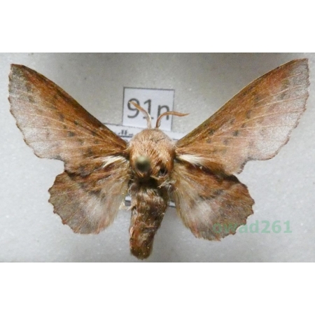 Phyllodesma tremulifolia (Hubner, 1810) male Barczatka osiczanka Poland91n